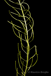 Immagine 7 di 8 - Descurainia sophia (L.) Webb ex Prantl