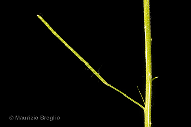 Immagine 8 di 8 - Descurainia sophia (L.) Webb ex Prantl