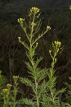 Descurainia sophia (L.) Webb ex Prantl