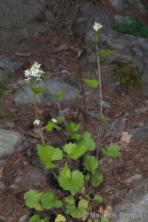 Immagine 1 di 5 - Alliaria petiolata (M. Bieb.) Cavara & Grande
