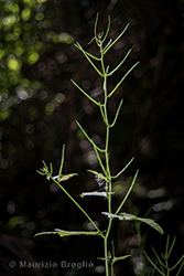 Immagine 5 di 5 - Alliaria petiolata (M. Bieb.) Cavara & Grande