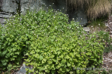 Immagine 6 di 7 - Alliaria petiolata (M. Bieb.) Cavara & Grande