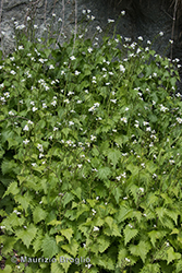 Immagine 7 di 7 - Alliaria petiolata (M. Bieb.) Cavara & Grande
