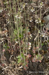 Immagine 1 di 9 - Arabidopsis thaliana (L.) Heynh.