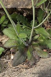 Immagine 6 di 9 - Arabidopsis thaliana (L.) Heynh.
