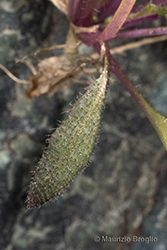 Immagine 7 di 9 - Arabidopsis thaliana (L.) Heynh.