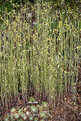 Immagine 9 di 9 - Arabidopsis thaliana (L.) Heynh.