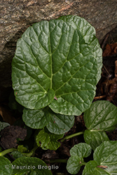 Immagine 5 di 7 - Barbarea vulgaris W.T.Aiton