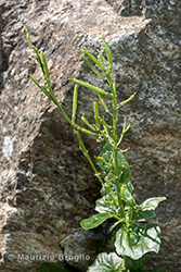 Immagine 6 di 7 - Barbarea vulgaris W.T.Aiton