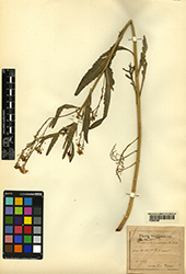 Immagine 1 di 1 - Armoracia rusticana G. Gaertn., B. Mey. & Scherb.