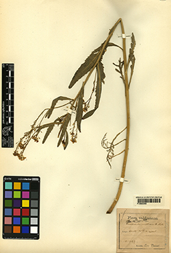 Armoracia rusticana G. Gaertn., B. Mey. & Scherb.