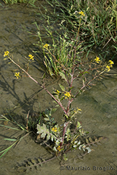 Immagine 1 di 5 - Rorippa palustris (L.) Besser