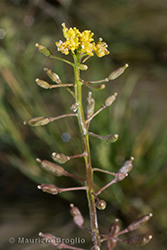 Immagine 4 di 5 - Rorippa palustris (L.) Besser
