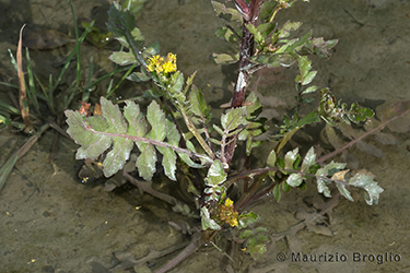 Immagine 5 di 5 - Rorippa palustris (L.) Besser