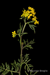 Immagine 4 di 13 - Rorippa sylvestris (L.) Besser