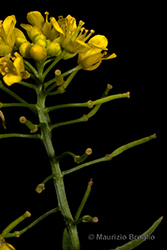 Immagine 10 di 13 - Rorippa sylvestris (L.) Besser