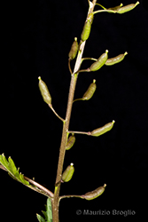 Immagine 12 di 13 - Rorippa sylvestris (L.) Besser