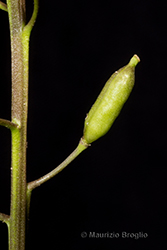 Immagine 13 di 13 - Rorippa sylvestris (L.) Besser