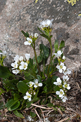 Immagine 1 di 3 - Cardamine alpina Willd.