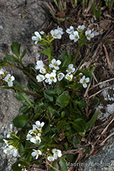 Immagine 2 di 3 - Cardamine alpina Willd.