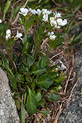 Immagine 3 di 3 - Cardamine alpina Willd.