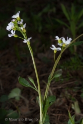 Immagine 2 di 10 - Arabidopsis halleri (L.) O'Kane & Al-Shehbaz