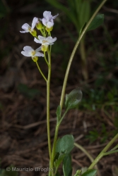 Immagine 3 di 10 - Arabidopsis halleri (L.) O'Kane & Al-Shehbaz