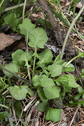 Immagine 5 di 10 - Arabidopsis halleri (L.) O'Kane & Al-Shehbaz