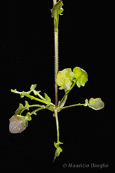 Immagine 6 di 10 - Arabidopsis halleri (L.) O'Kane & Al-Shehbaz