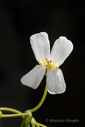 Immagine 8 di 10 - Arabidopsis halleri (L.) O'Kane & Al-Shehbaz
