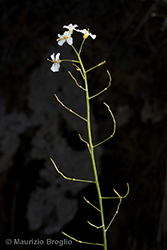 Immagine 9 di 10 - Arabidopsis halleri (L.) O'Kane & Al-Shehbaz