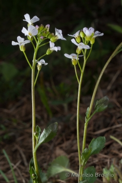 Arabidopsis halleri (L.) O'Kane & Al-Shehbaz