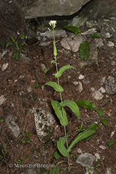 Immagine 1 di 9 - Fourraea alpina (L.) Greuter & Burdet