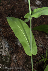 Immagine 4 di 9 - Fourraea alpina (L.) Greuter & Burdet