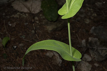 Immagine 5 di 9 - Fourraea alpina (L.) Greuter & Burdet