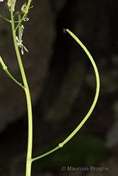 Immagine 7 di 9 - Fourraea alpina (L.) Greuter & Burdet
