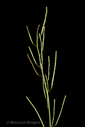 Immagine 8 di 9 - Fourraea alpina (L.) Greuter & Burdet