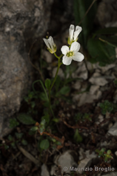 Immagine 1 di 7 - Arabis bellidifolia Crantz
