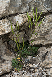 Immagine 6 di 7 - Arabis bellidifolia Crantz