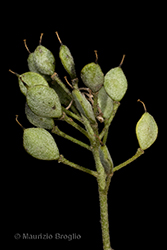 Immagine 7 di 9 - Odontarrhena argentea (All.) Ledeb.