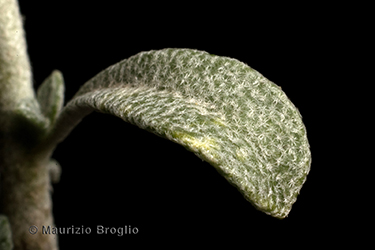 Immagine 9 di 9 - Odontarrhena argentea (All.) Ledeb.