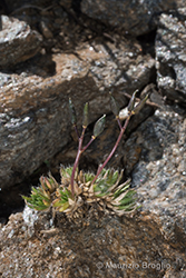 Immagine 5 di 6 - Draba hoppeana Rchb.