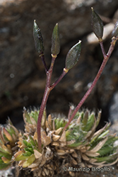 Immagine 6 di 6 - Draba hoppeana Rchb.