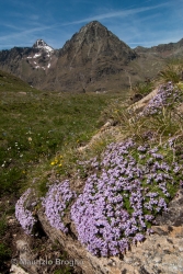 Immagine 1 di 4 - Petrocallis pyrenaica (L.) R. Br.