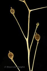 Immagine 5 di 5 - Kernera saxatilis (L.) Sweet