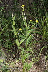 Immagine 2 di 7 - Neslia paniculata (L.) Desv.