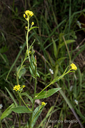 Immagine 3 di 7 - Neslia paniculata (L.) Desv.
