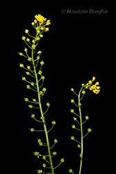 Immagine 4 di 7 - Neslia paniculata (L.) Desv.