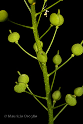 Immagine 7 di 7 - Neslia paniculata (L.) Desv.