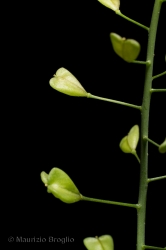 Immagine 3 di 5 - Capsella bursa-pastoris (L.) Medik.